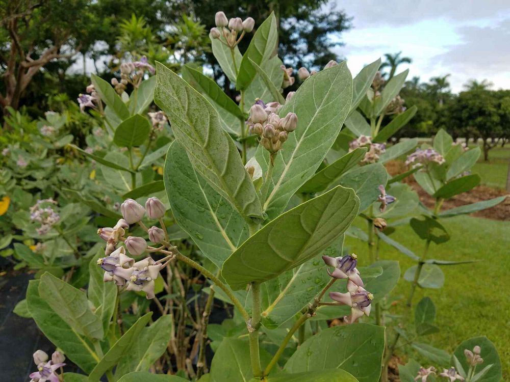 calotropis-gigantea-giant-milkweed-crown-flower
