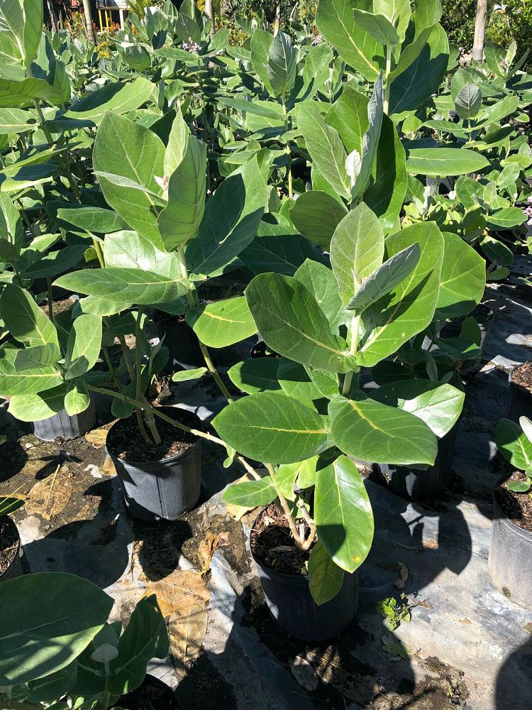 calotropis-gigantea-giant-milkweed-crown-flower