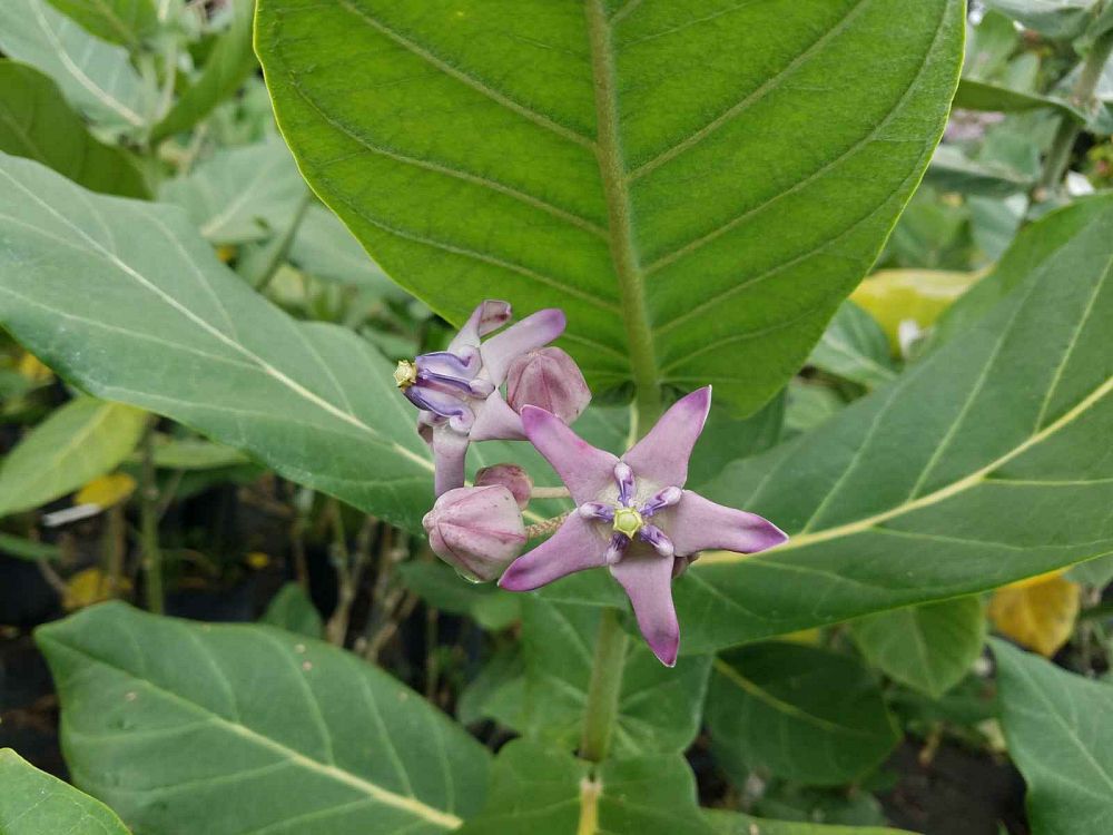 calotropis-gigantea-giant-milkweed-crown-flower
