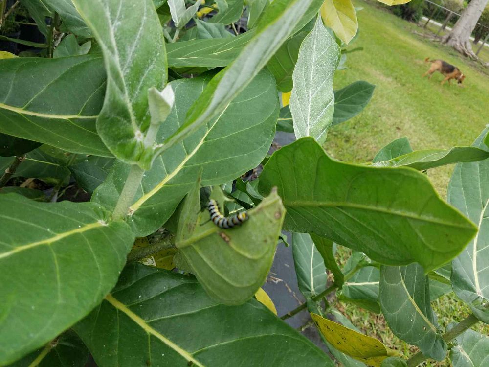 calotropis-gigantea-giant-milkweed-crown-flower