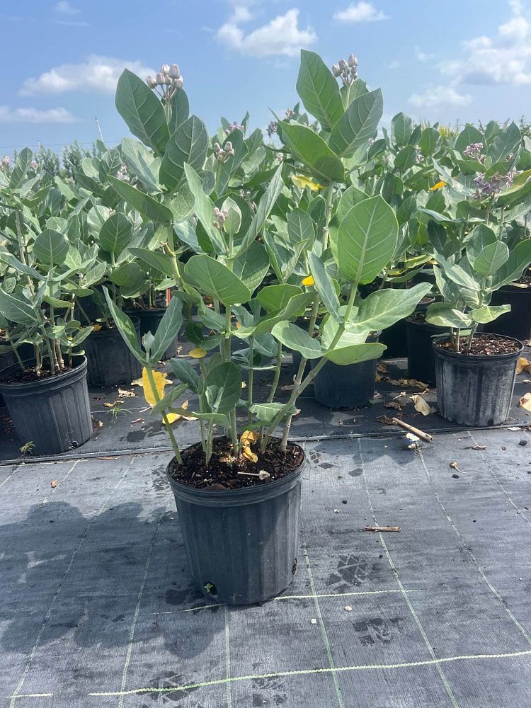 calotropis-gigantea-giant-milkweed-crown-flower
