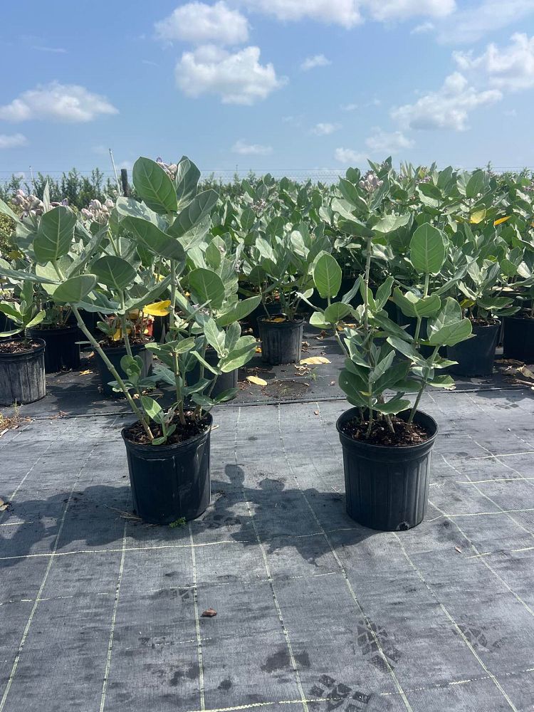 calotropis-gigantea-giant-milkweed-crown-flower