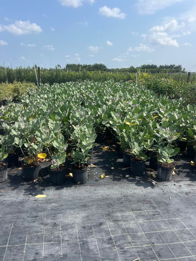 calotropis-gigantea-giant-milkweed-crown-flower