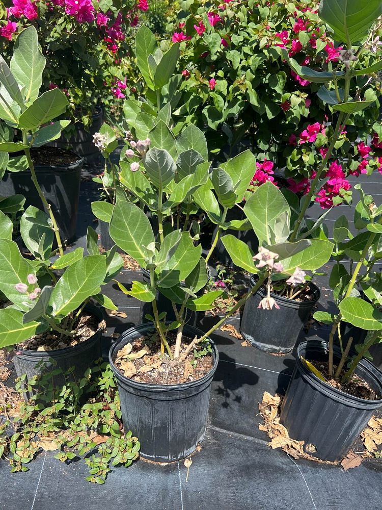 calotropis-gigantea-giant-milkweed-crown-flower