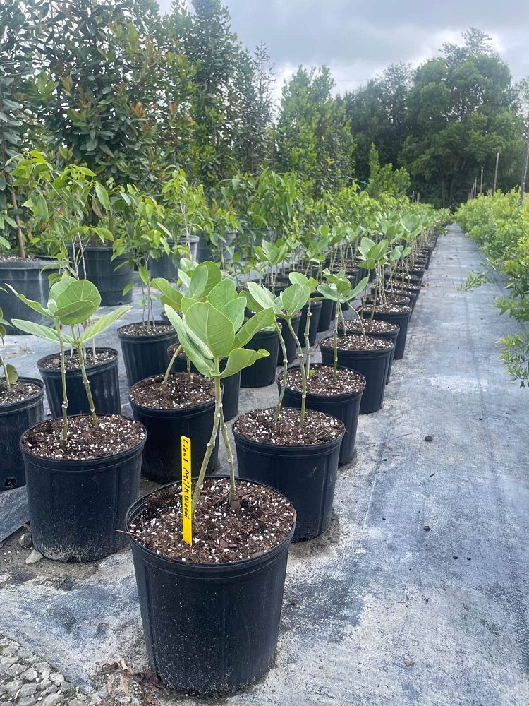 calotropis-gigantea-giant-milkweed-crown-flower