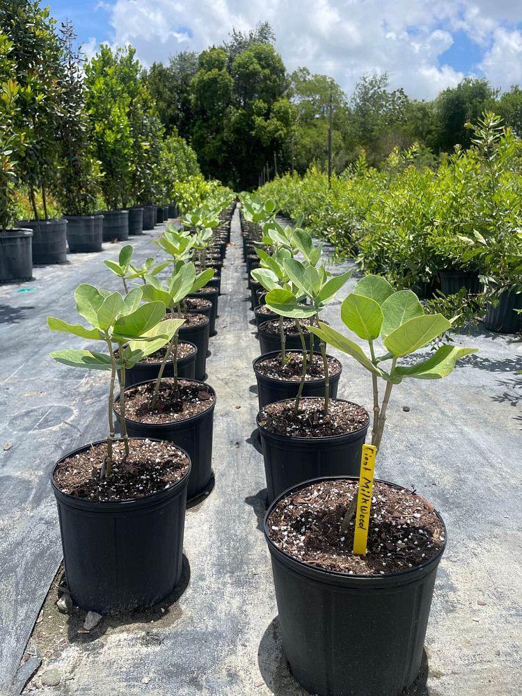 calotropis-gigantea-giant-milkweed-crown-flower