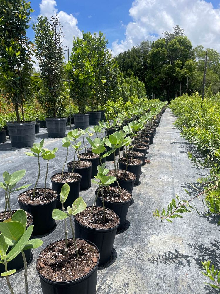 calotropis-gigantea-giant-milkweed-crown-flower