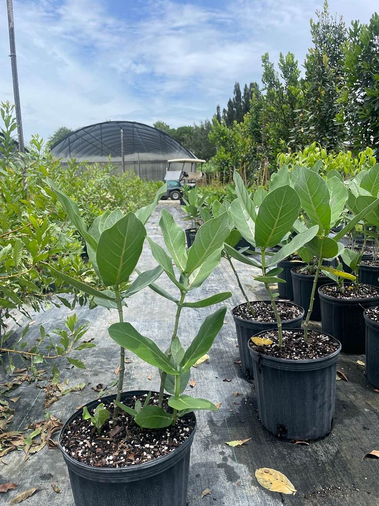 calotropis-gigantea-giant-milkweed-crown-flower