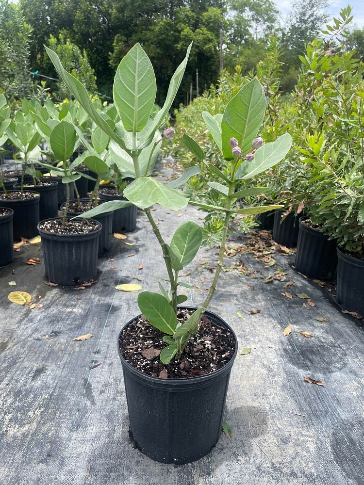 calotropis-gigantea-giant-milkweed-crown-flower