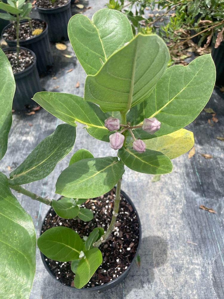 calotropis-gigantea-giant-milkweed-crown-flower