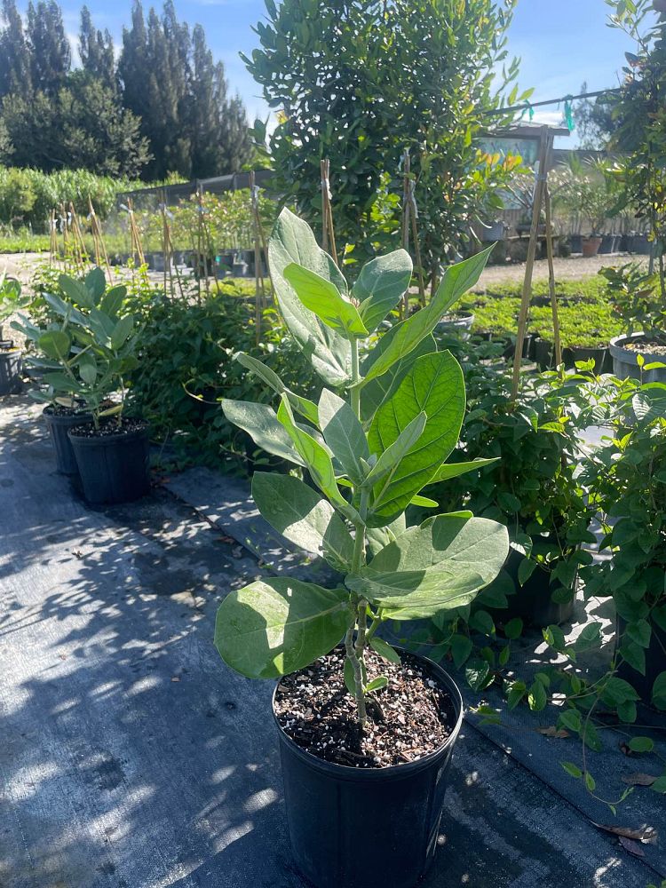 calotropis-gigantea-giant-milkweed-crown-flower