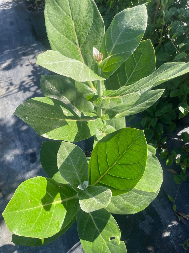 calotropis-gigantea-giant-milkweed-crown-flower