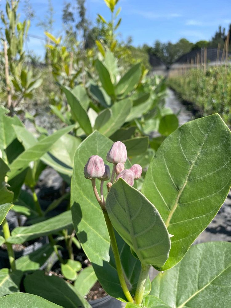 calotropis-gigantea-giant-milkweed-crown-flower