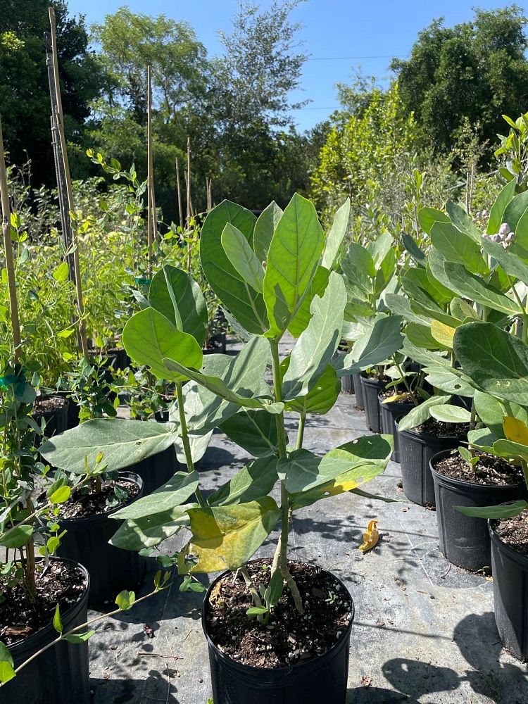 calotropis-gigantea-giant-milkweed-crown-flower