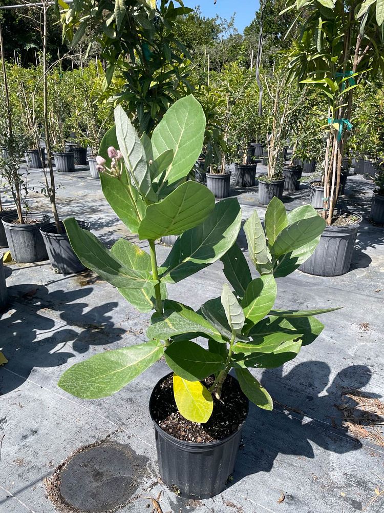 calotropis-gigantea-giant-milkweed-crown-flower