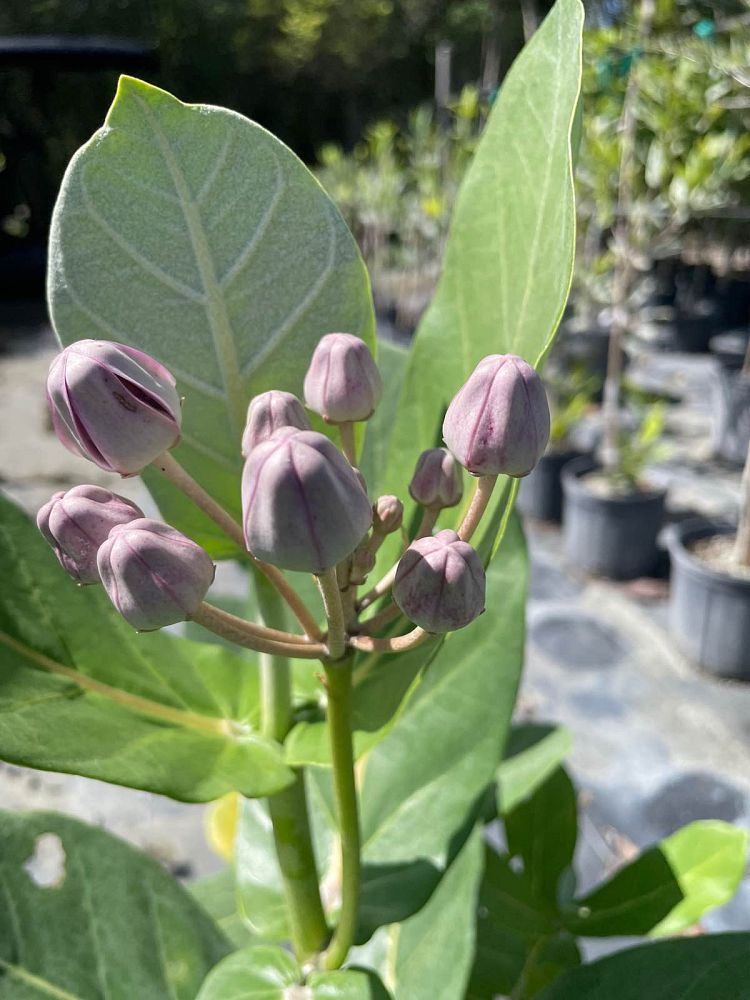 calotropis-gigantea-giant-milkweed-crown-flower