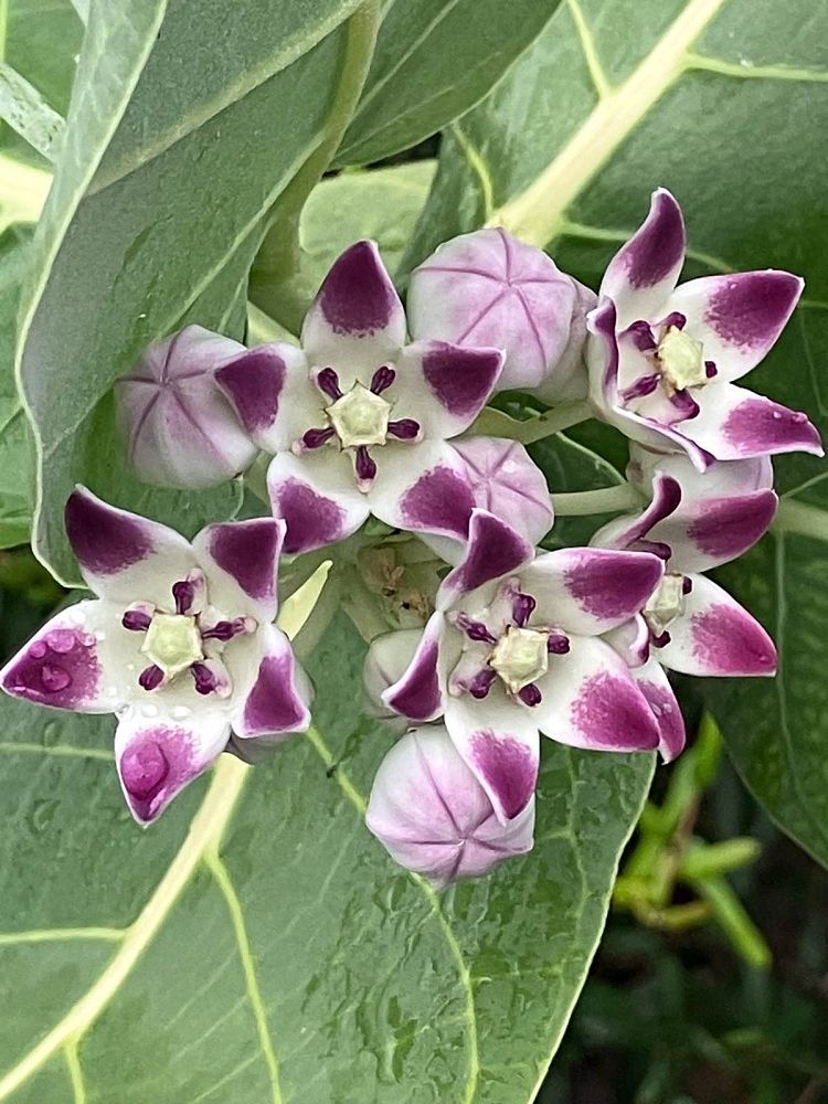 calotropis-procera-rooster-tree-rubber-bush-sedom-apple-sodom-apple-swallow-wort-dead-sea-apple