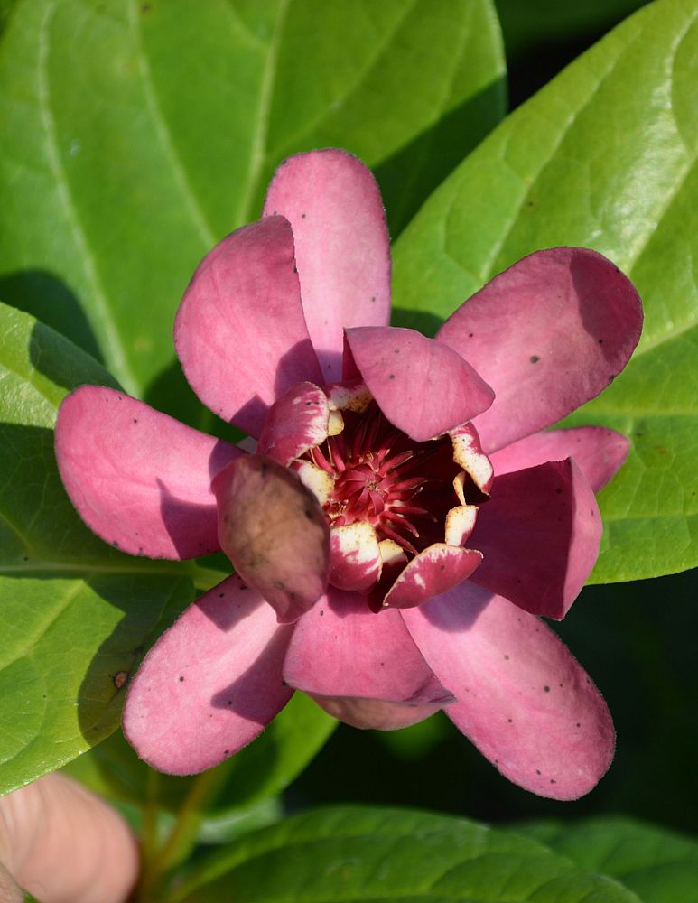 calycanthus-aphrodite-aphrodite-sweetshrub