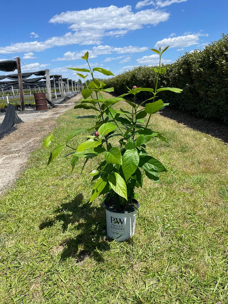 calycanthus-aphrodite-aphrodite-sweetshrub