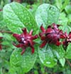 calycanthus-floridus-var-floridus-carolina-allspice-sweet-shrub