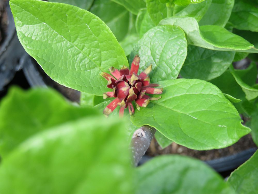 calycanthus-sweetshrub
