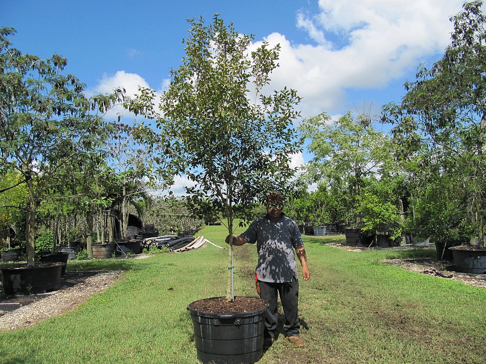 calyptranthes-pallens-spicewood