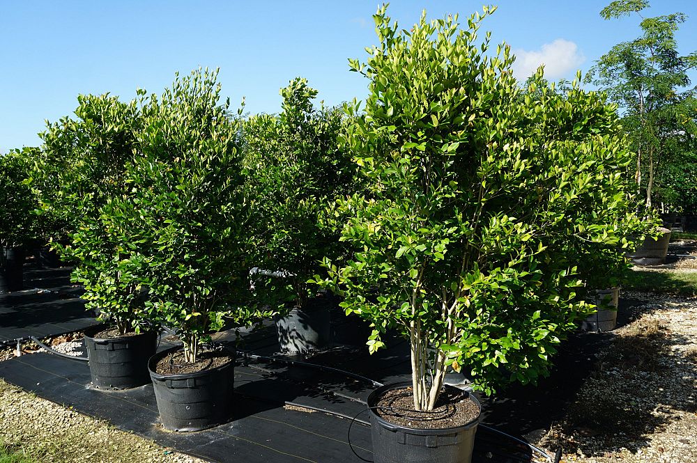 calyptranthes-pallens-spicewood