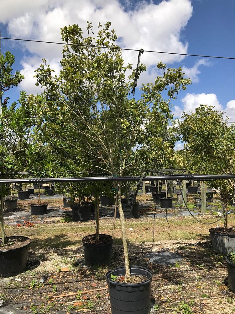 calyptranthes-pallens-spicewood
