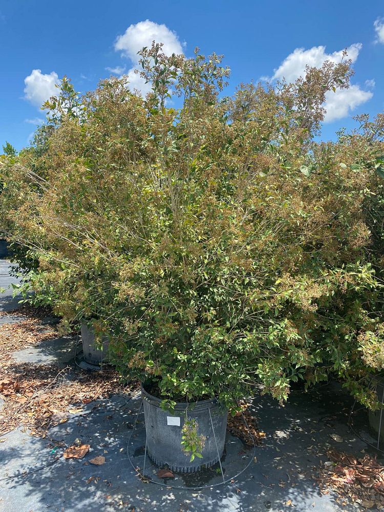 calyptranthes-pallens-spicewood