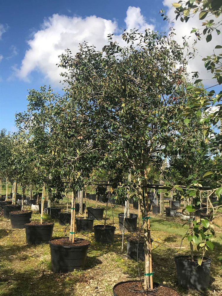 calyptranthes-pallens-spicewood