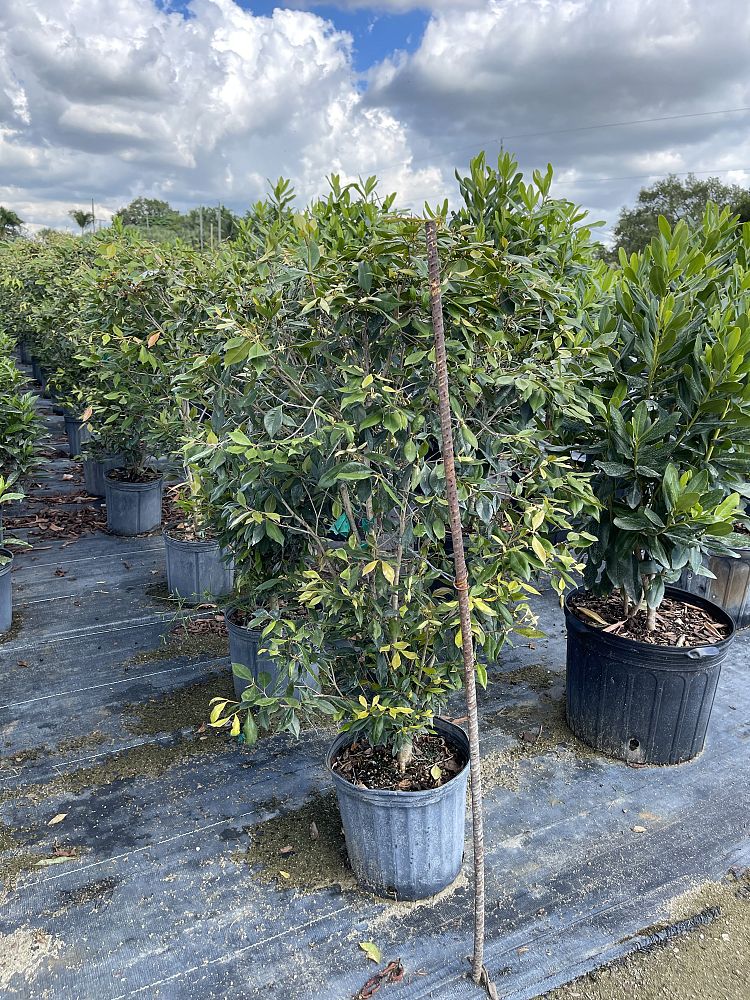 calyptranthes-pallens-spicewood