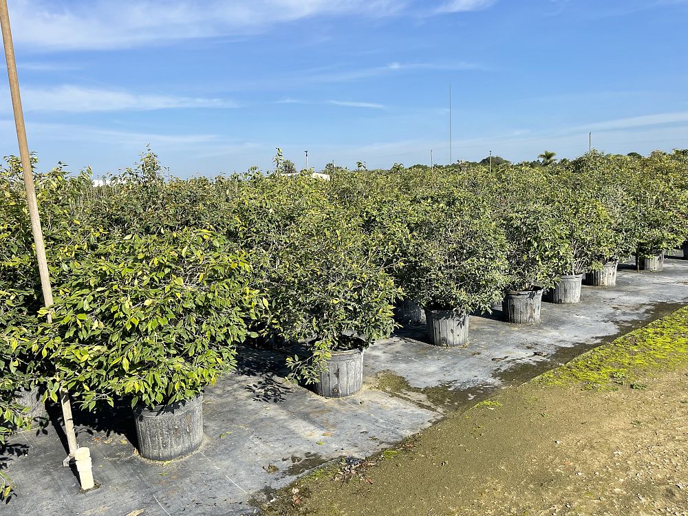 calyptranthes-pallens-spicewood