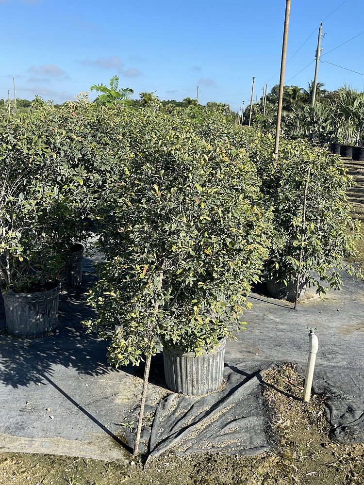 calyptranthes-pallens-spicewood