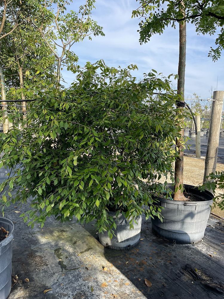 calyptranthes-pallens-spicewood