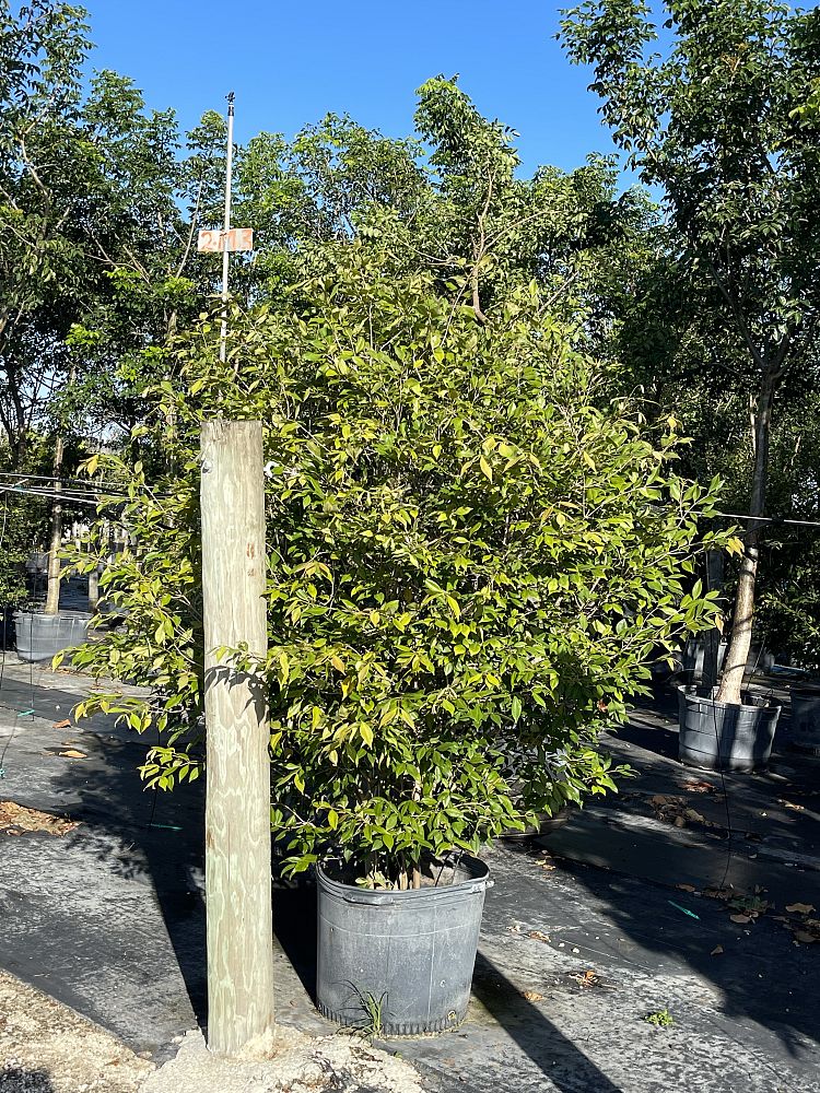 calyptranthes-pallens-spicewood