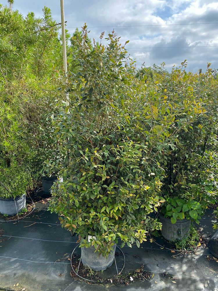 calyptranthes-pallens-spicewood