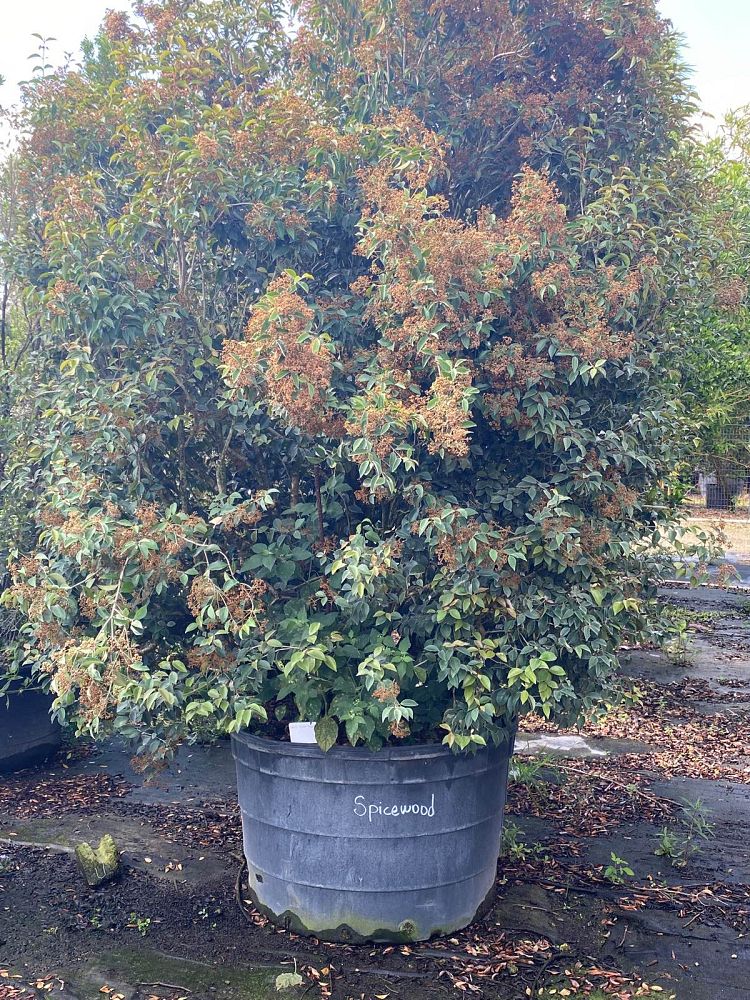 calyptranthes-pallens-spicewood