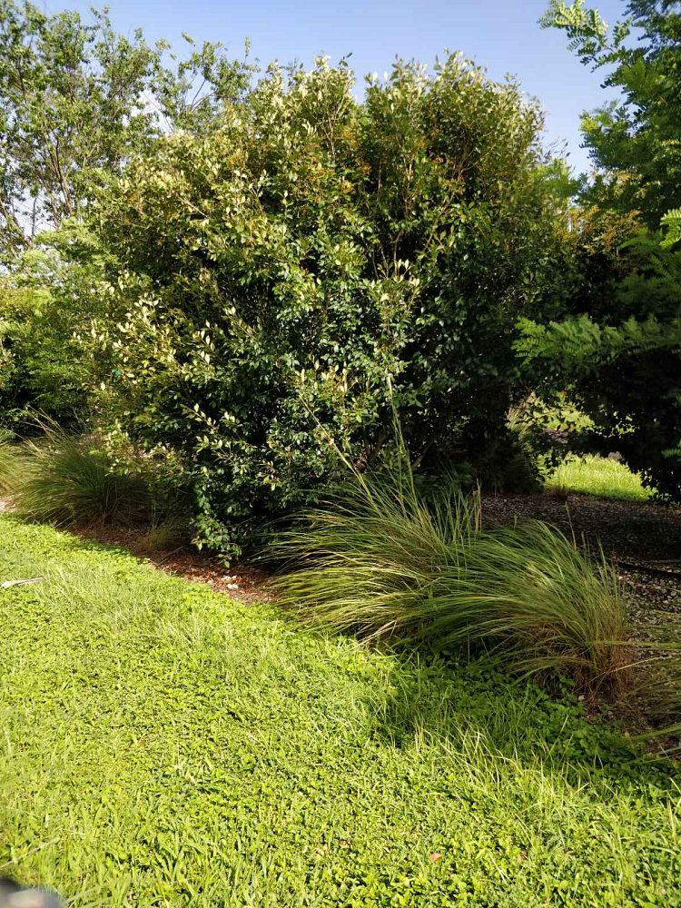 calyptranthes-pallens-spicewood