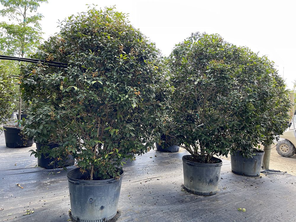calyptranthes-pallens-spicewood