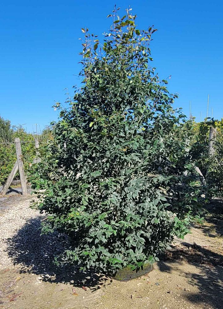 calyptranthes-pallens-spicewood