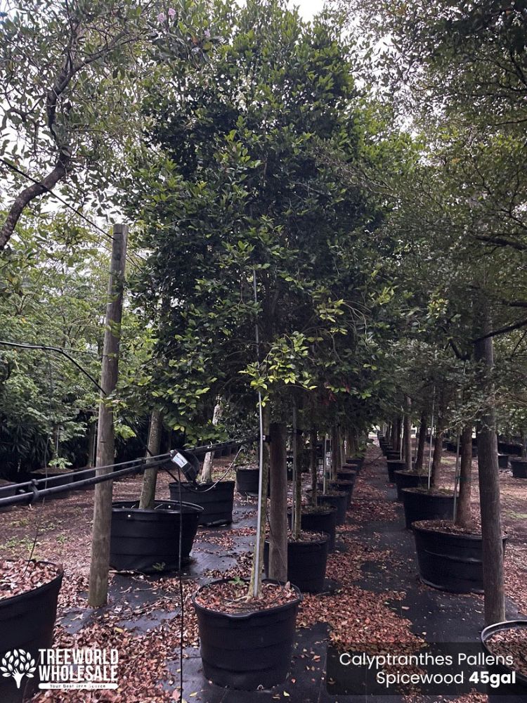 calyptranthes-pallens-spicewood
