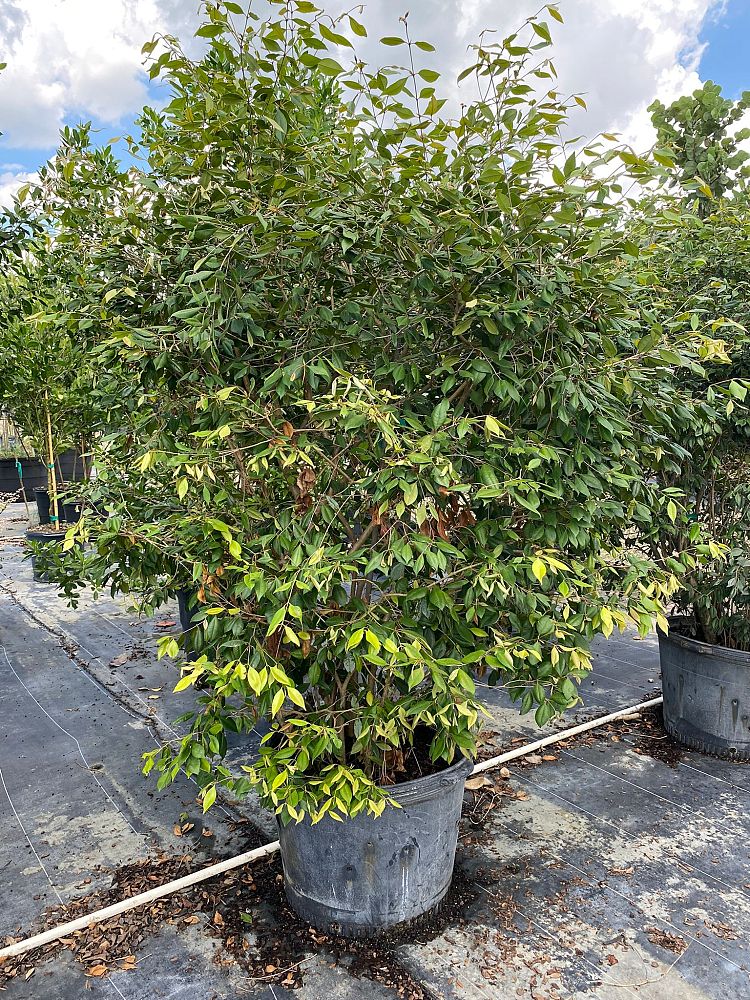 calyptranthes-pallens-spicewood
