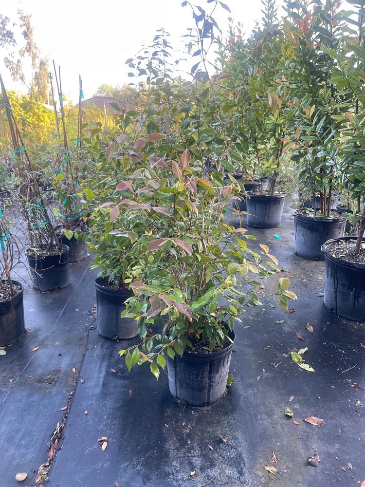 calyptranthes-pallens-spicewood