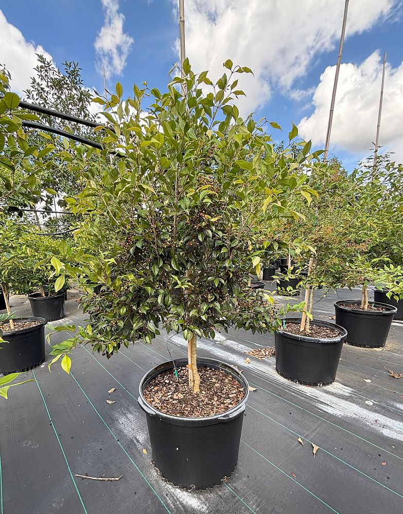 calyptranthes-pallens-spicewood