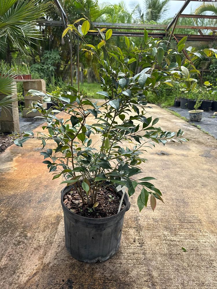 calyptranthes-pallens-spicewood