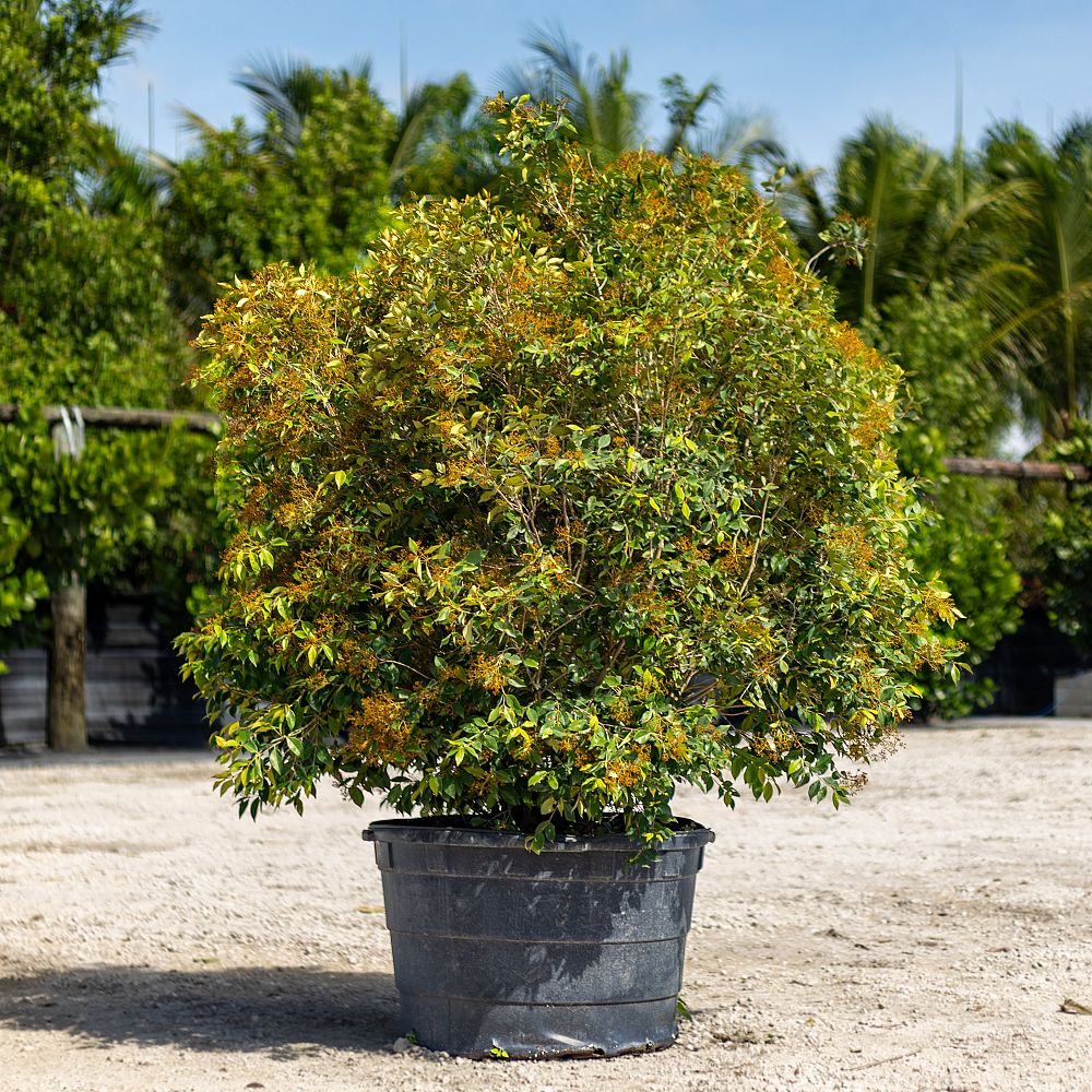 calyptranthes-pallens-spicewood