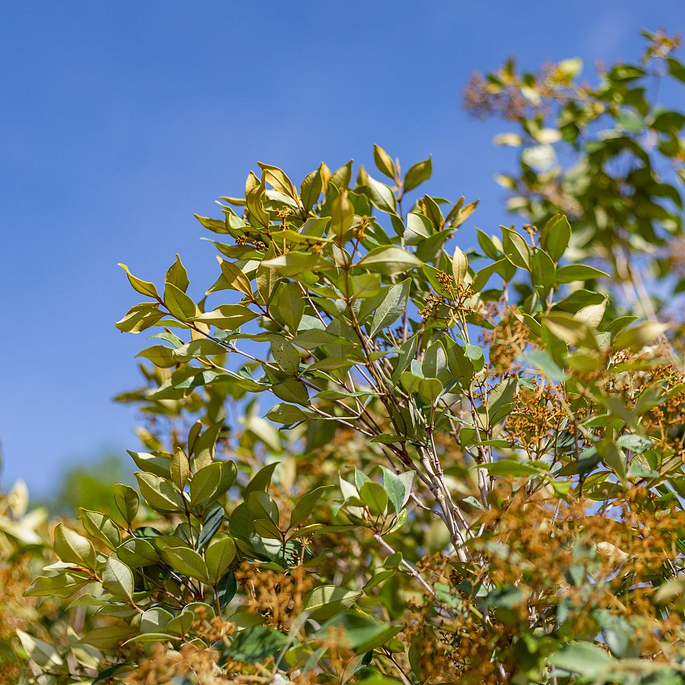 calyptranthes-pallens-spicewood