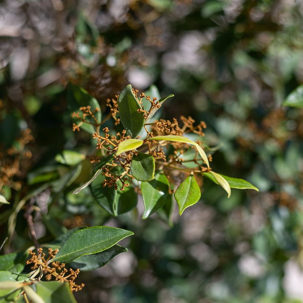 calyptranthes-pallens-spicewood