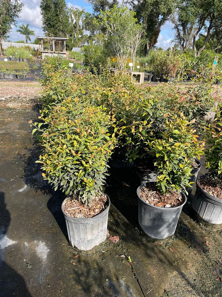 calyptranthes-pallens-spicewood