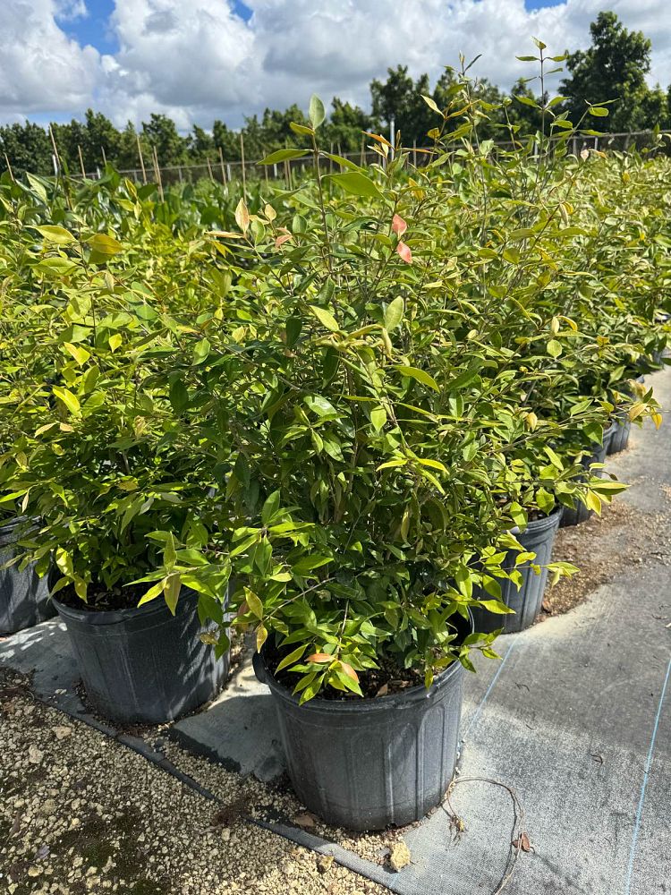 calyptranthes-pallens-spicewood